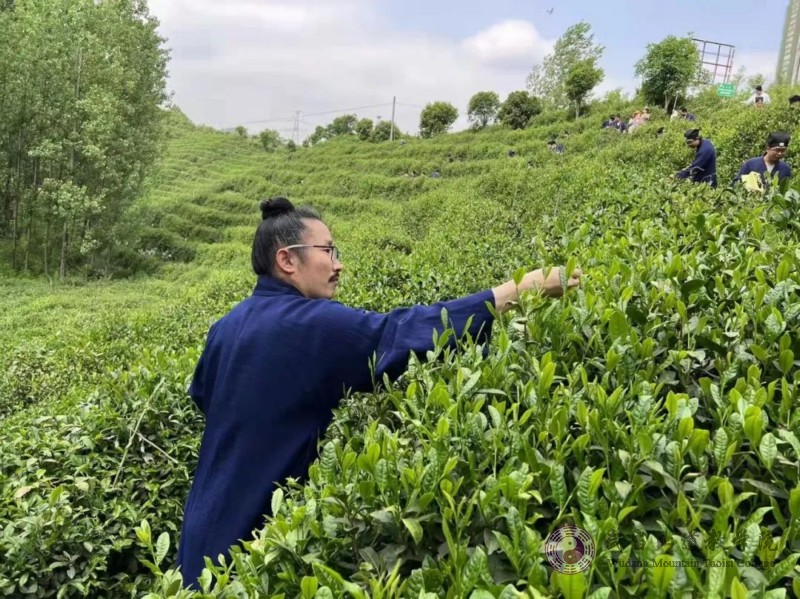 采茶山林间，体验茶道文化